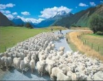 Voyage Nouvelle Zélande - ASIAN ROADS : Créateurs de voyages réellement sur mesure en Asie - Asian Road